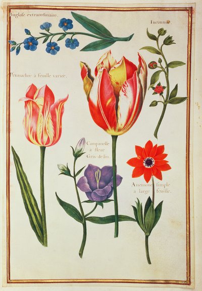 PD.109-1973.f39 Flower Studies（WC on vellum） 作： Nicolas Robert